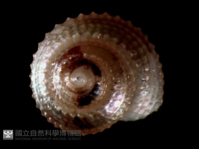 星形白鐘螺藏品圖，第3張