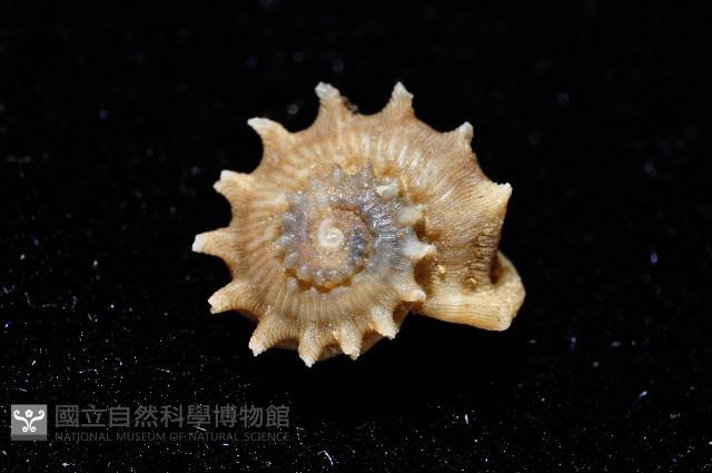 百夫長花冠螺藏品圖，第3張