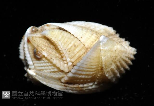信天翁紐曼花籠藏品圖，第3張
