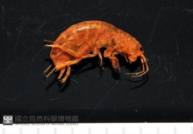 鳳凰母布氏蝦藏品圖，第3張