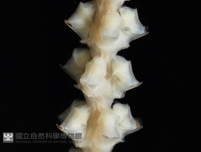 深海原軟珊瑚之一種藏品圖，第3張
