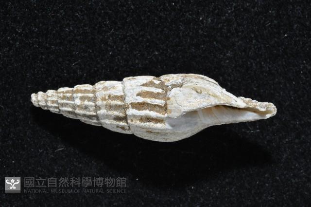 東沙春柏蛹筆螺藏品圖，第3張