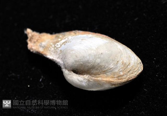 臺灣波浪蛤(新種)藏品圖，第3張