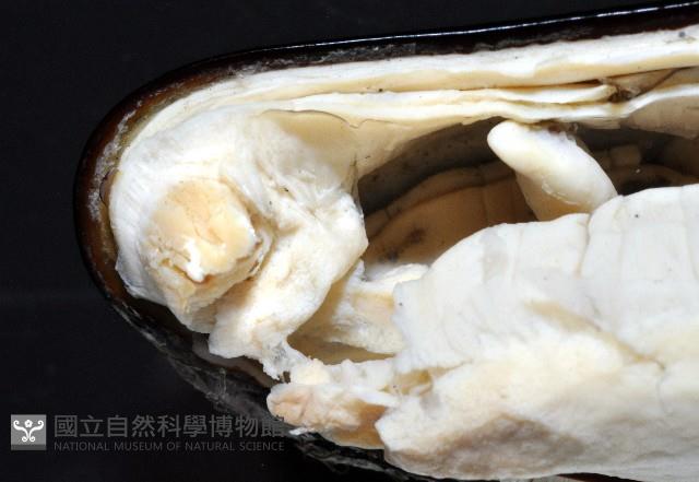 臺灣深海殼菜蛤藏品圖，第3張