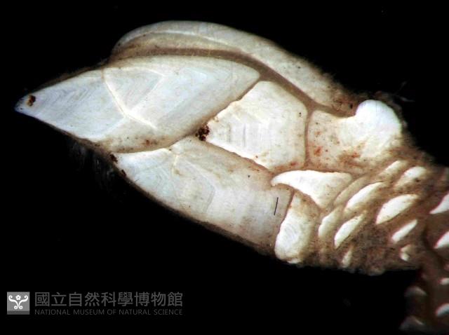 合群小鎧茗荷藏品圖，第3張