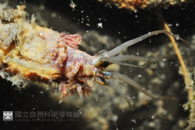 未知種巢沙蠶藏品圖，第3張