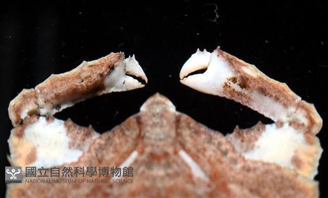 環狀(圓拱)隱足蟹藏品圖，第3張