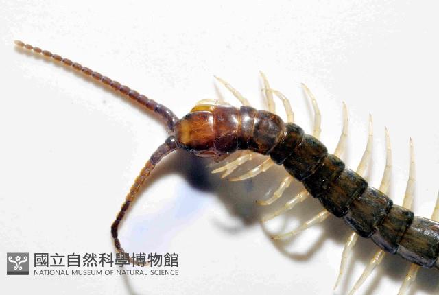 未知種衛蜈蚣藏品圖，第3張