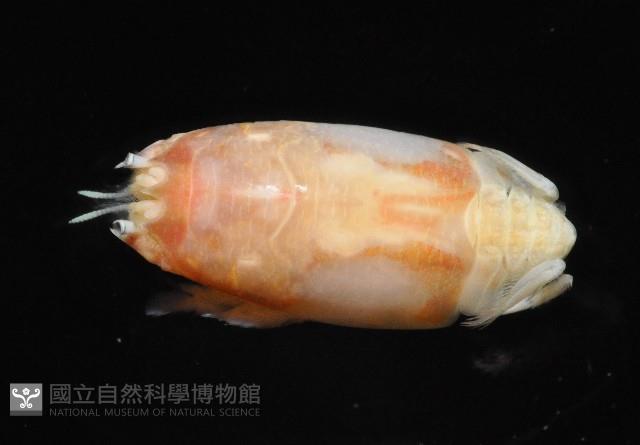 臺灣鼴鼠蟹藏品圖，第3張