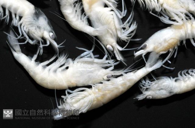 赤崁新米蝦藏品圖，第3張
