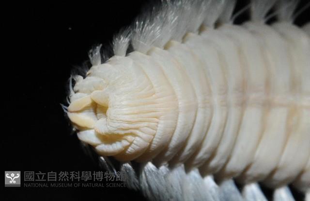 梯斑海毛蟲藏品圖，第3張