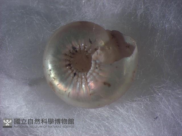 珠光鐘螺藏品圖，第3張