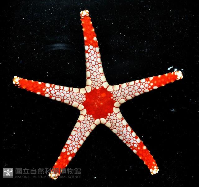 單鏈蛇星(珠鏈單鰓海星)藏品圖，第3張