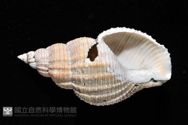 巨核螺藏品圖，第3張