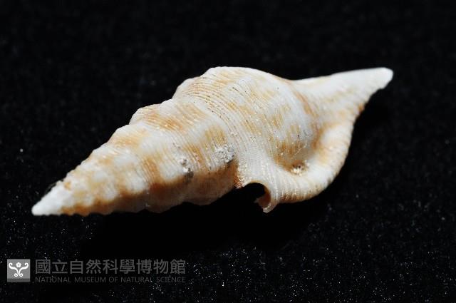 奧利佛捲管芋螺藏品圖，第3張