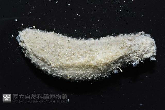 未知種毛刺新月貝藏品圖，第3張