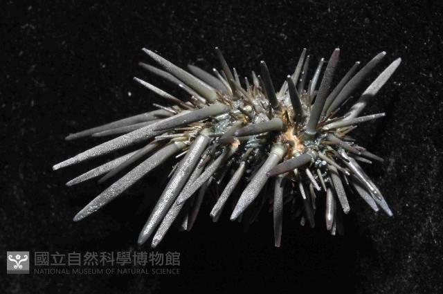 口鰓海膽藏品圖，第3張