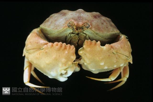 小型饅頭蟹藏品圖，第3張