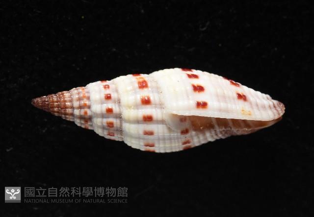 吸血蛹筆螺藏品圖，第3張