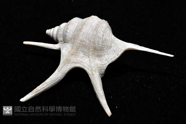 西非鵜足螺藏品圖，第3張