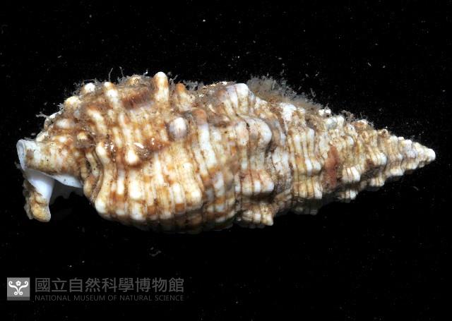 棘刺蟹守螺藏品圖，第3張