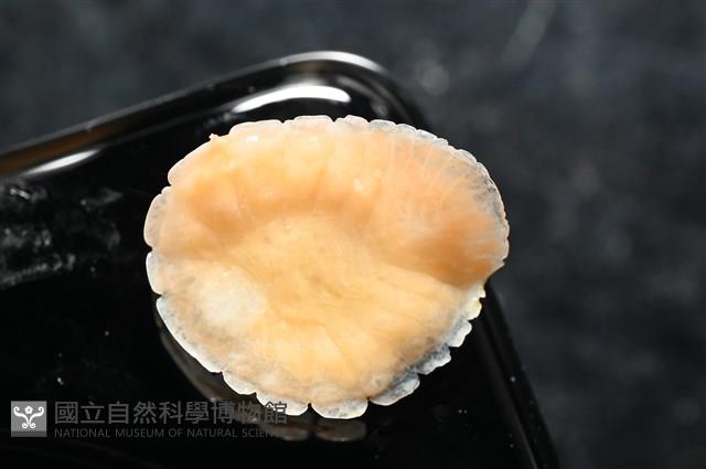 思氏不對稱鰓虱藏品圖，第3張