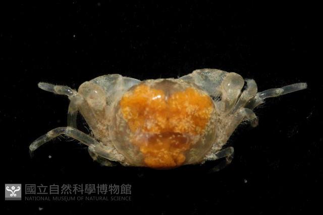 臺中豆蟹藏品圖，第3張