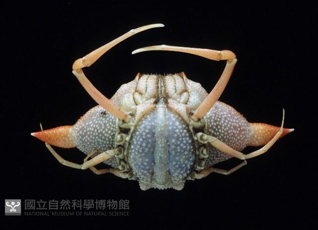 艾氏飛輪蟹藏品圖，第3張