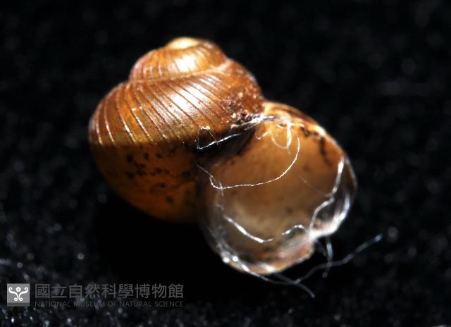 膨脹大山蝸牛藏品圖，第3張