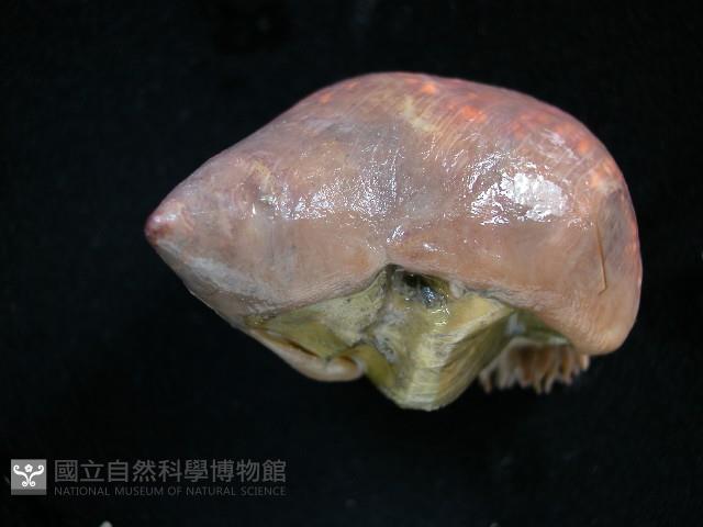 造殼海葵之一種藏品圖，第3張