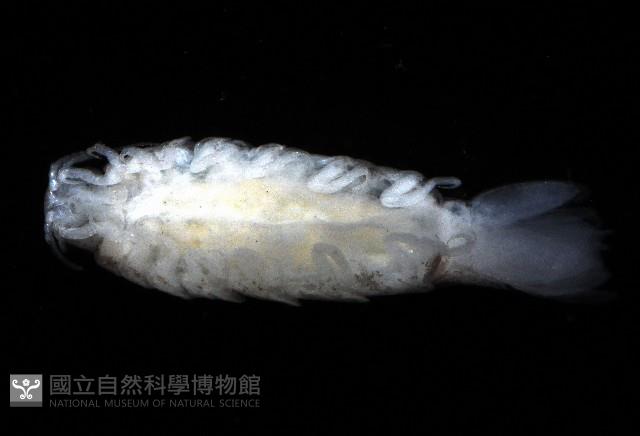 未知種狹長水虱藏品圖，第3張