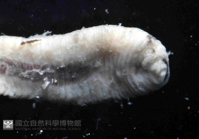 曙光無溝紐蟲藏品圖，第3張