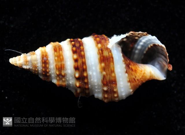 褐帶蟹守螺藏品圖，第3張
