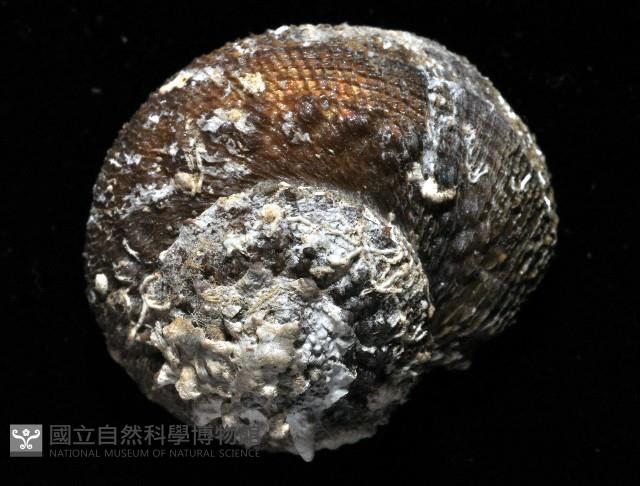 黃金星螺藏品圖，第3張