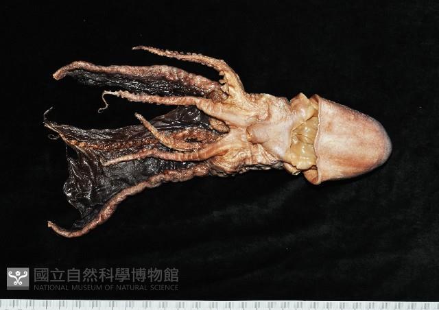 印太水孔蛸藏品圖，第3張