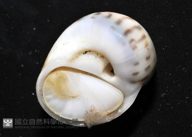 小灰玉螺藏品圖，第3張