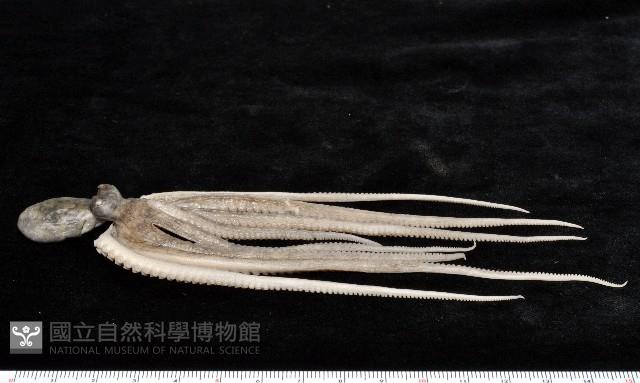 新種章魚TW45藏品圖，第3張