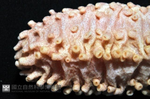 未知種海參藏品圖，第3張