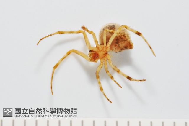 蘭嶼姬蛛藏品圖，第3張