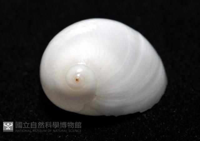 白玉螺藏品圖，第3張