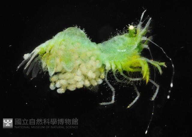毛毛蝦藏品圖，第3張