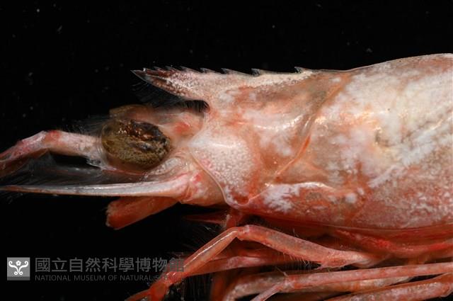 大管鞭蝦(憂鬱管鞭蝦)藏品圖，第3張