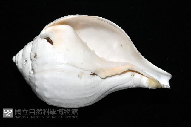 印度聖螺藏品圖，第3張