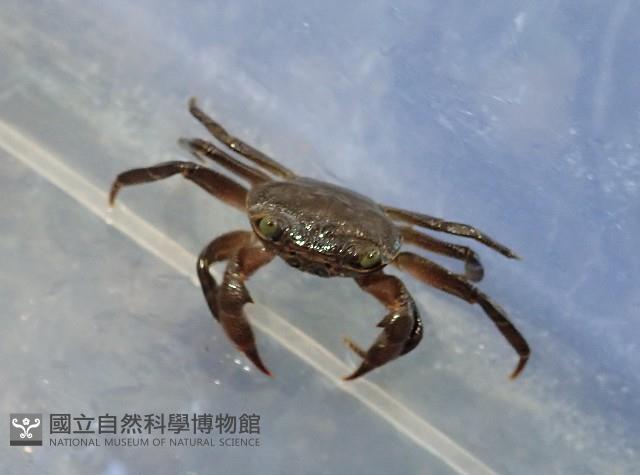 拉氏明溪蟹藏品圖，第3張