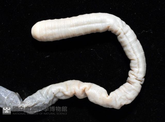 柴山遠環蚓藏品圖，第3張