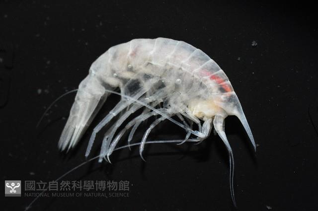 未知種曲蝦藏品圖，第3張