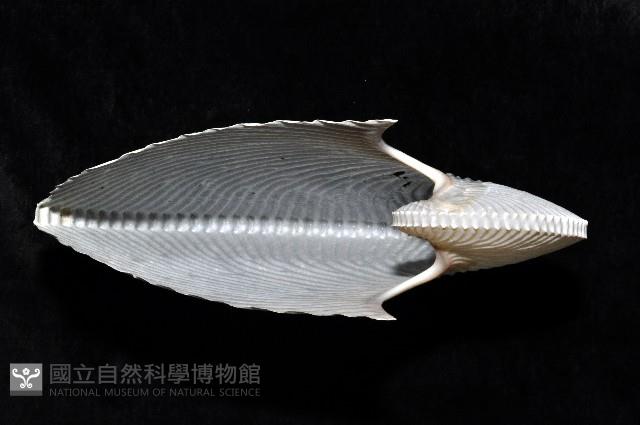 扁船蛸藏品圖，第3張