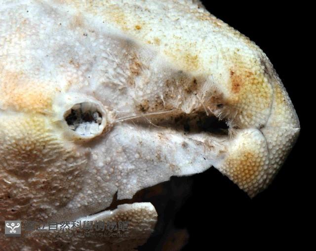 命運神海膽藏品圖，第3張