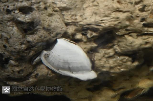 鵝茗荷藏品圖，第3張