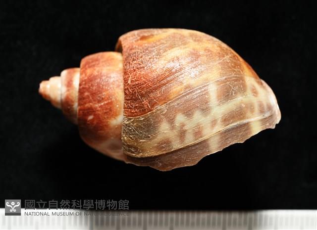 深溝鳳螺藏品圖，第3張